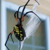 Large Banana Spider