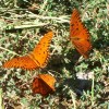Three Orange Butterflies
