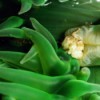 Crab in Green Anemone