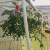 Growing tomatoes in a milk jug.