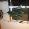 Full length photo fo avocado tree.