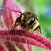 Closeup of Bee on Red Flower