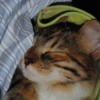 Calico kitten snuggled down in towels or other linens.