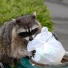 Raccoon Scavenging Garbage