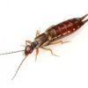 Controlling Earwigs