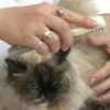 Cat Care - Basic Grooming, Woman Grooming Cat
