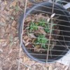 Growing Peaches from Pits