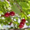 growing a cherry tree from a pit.