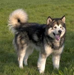 Alaskan+Malamute+Information+Breed