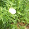 White flower with yellow center