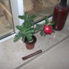 Plant with green leaves and red flower.