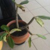 THick stalked plant with medium green leaves.