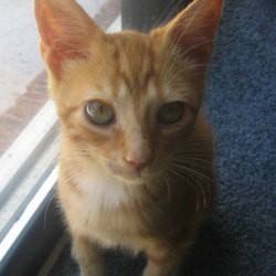 orange tabby kitten