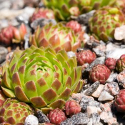Hens and Chicks plant