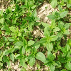 Mint Growing in a Garden