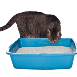 A cat smelling a litter box