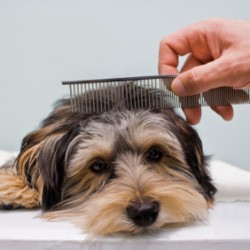 Cute terrier being combed.