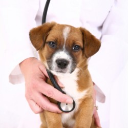 Cute puppy with vet in background. 