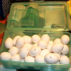 Eggs with marks to show the oldest ones.