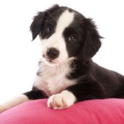 photo of a black and white puppy