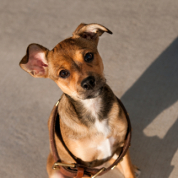 An oversized dog collar on a puppy.