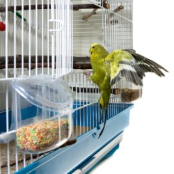 A bird landing on a cage door.
