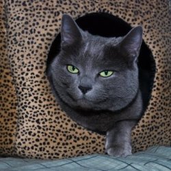 Grey cat peeking out from a leopard print cat bed.