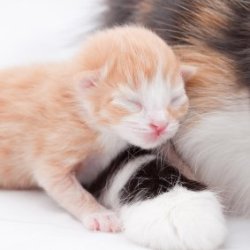 Newborn orange and white kitten.