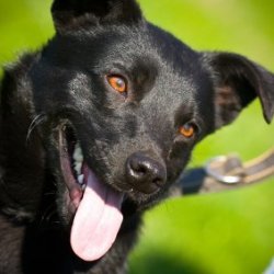 Black dog with its tongue hanging out.