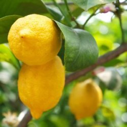 Lemons growing on a tree.