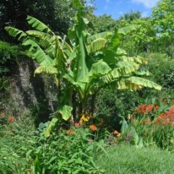 Banana tree in a garden.