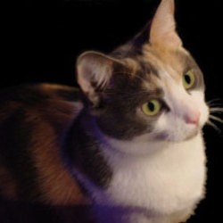 Picture of a house cat with white and brown markings.