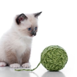 A kitten with a ball of yarn.