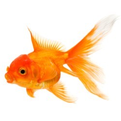 Goldfish