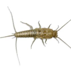 Silverfish on White Background