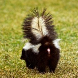 A skunk getting ready to spray.