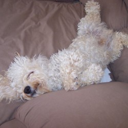 A happy dog on a couch.
