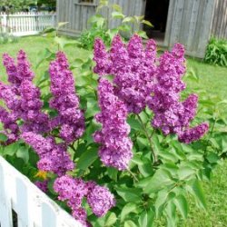 Lilacs growing near a white fence with a weathered outbuilding in the background.