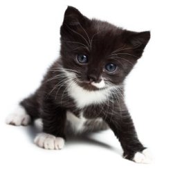 Black and White Kitten