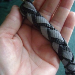 Dog leash in hand