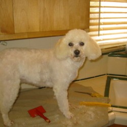 White poodle on counter after grooming