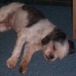 Dog sleeping on blue carpet.