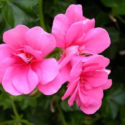 Closeup of Salmon Queen Geranium