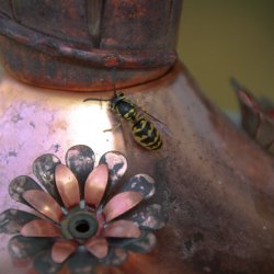 Bee on Hummingbird Feeder
