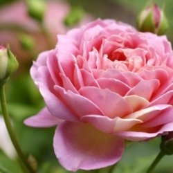 Upclose photo of a rose.