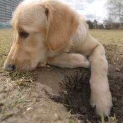 Photo of a puppy digging.