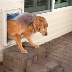 Dog Going out Pet Door