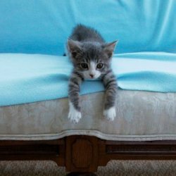 Preventing Cats from Scratching Furniture, Kitten with front paws dangling over the front of the couch.