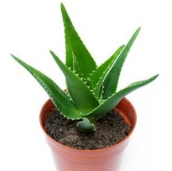 An aloe plant in a pot.