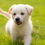 Yellow Lab puppy.
